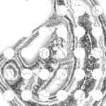 A Day in Asia 202209240924 Compound Microscope version