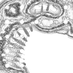 A Day in Asia 202209242030 Compound Microscope version