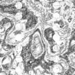A Day in Asia 202209270225 Compound Microscope version