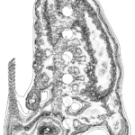 A Day in Asia 202209270936 Compound Microscope version