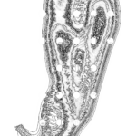 A Day in Asia 202209282106 Compound Microscope version