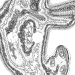 A Day in Asia 202209282240 Compound Microscope version