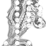A Day in Asia 202209291136 Compound Microscope version