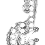 A Day in Asia 202209291302 Compound Microscope version
