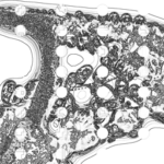 Just alive (with no particular aim) 20220907 Compound Microscope version