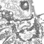 Just alive (with no particular aim) 20220926 Compound Microscope version