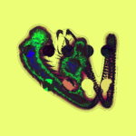 A Day in Asia 202210140134 Compound Microscope version