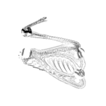 A Day in Asia 202210150456 Compound Microscope version