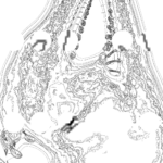 A Day in Asia 202210212338 Compound Microscope version