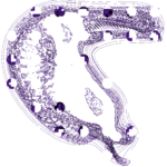 A Day in Asia 202210262041 Compound Microscope version