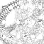 Just alive (with no particular aim) 20221020 Compound Microscope version
