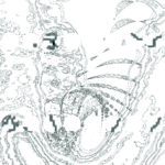 A Day in Asia 202211021700 Compound Microscope version