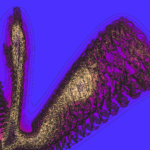 A Day in Asia 202301261701