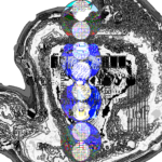 Asia with Multi-Standard 202306130338 Recursive Compound DigitalMicroscope version