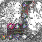 Asia with Multi-Standard 202310020325 RecursiveCompoundDigitalMicroscope version