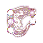 A Day in Asia 202310160415 RecursiveCompoundDigitalMicroscope version