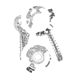 A Day in Asia 202310190009 RecursiveCompoundDigitalMicroscope version