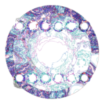A Day in Asia 202310232177 RecursiveCompoundDigitalMicroscope version
