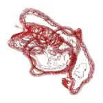 A Day in Asia 202312090244