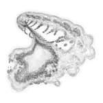 A Day in Asia 202401092208