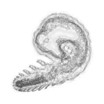 A Day in Asia 202401171440