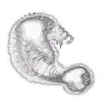 Just alive (with no particular aim) 202401280654