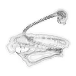 A Day in Asia 202402092036