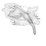 Just alive (with no particular aim) 202402021243