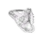 Just alive (with no particular aim) 202402022202