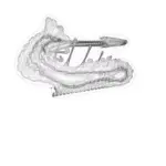 Just alive (with no particular aim) 202403071545