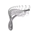 Just alive (with no particular aim) 20241225