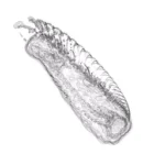 Just alive (with no particular aim) 20250111