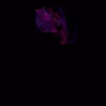 Just alive (with no particular aim) 20250404